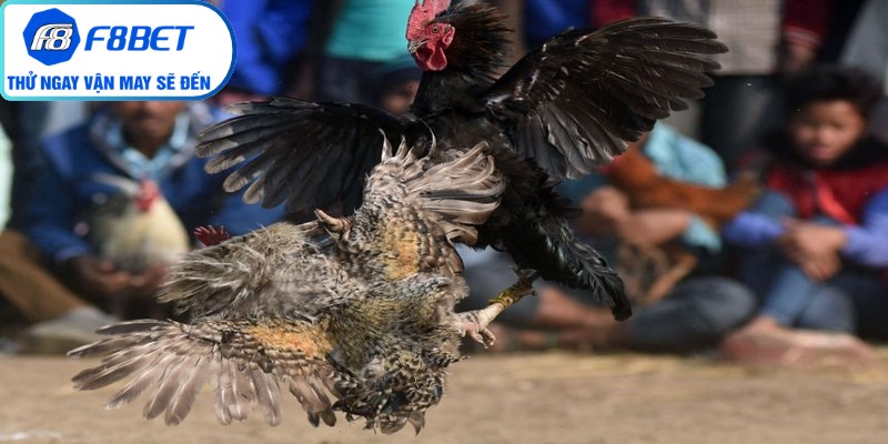 Cách xem & đặt cược Đá gà trực tuyến f8bet trên điện thoại cho người mới