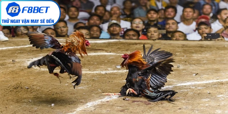 Giao diện hệ thống đá gà trực tuyến f8bet trực quan và vô cùng mượt mà