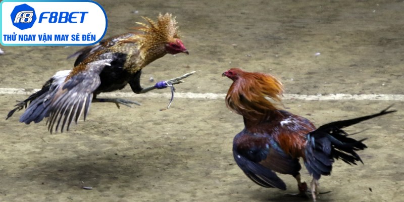 Những màn tranh tài kinh điển của thể thức đá gà cựa sắt 
