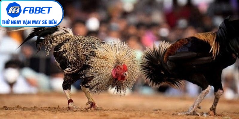 Review đá gà f8bet mang đến cái nhìn toàn diện cho độc giả